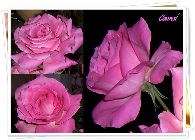 Rosas cordobesas