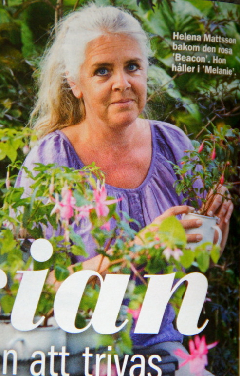 I ÅRET RUNT Om mina fuchsior