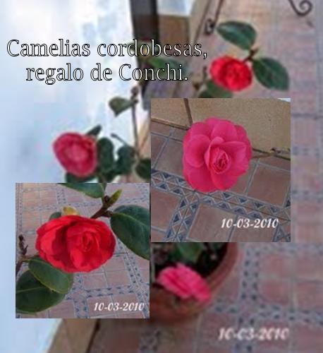 Camelias cordobesas