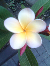 Frangipani...one of my favourites