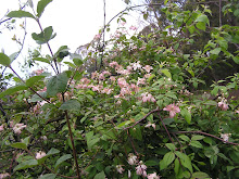 clematis rambling through the trees