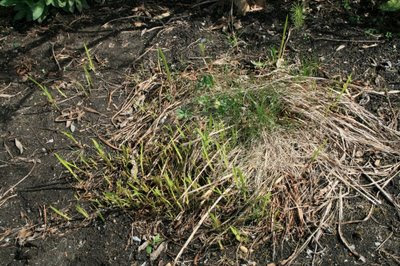 Crocosmia in early spring with nasty grass