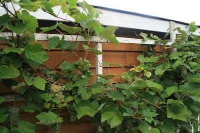 Grape vines