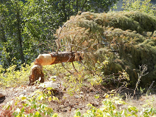 Beaver knawed tree