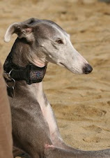 SOS  GALGOS