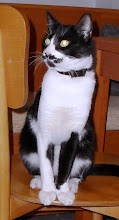 Kedilerim / My cats / Meine Katzen