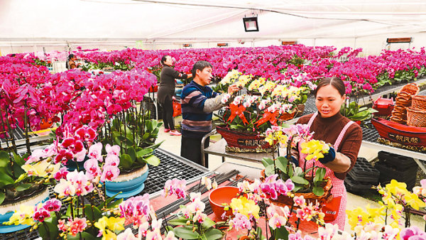 é²œèŠ±é“ºå‡ºå°åº·è·¯