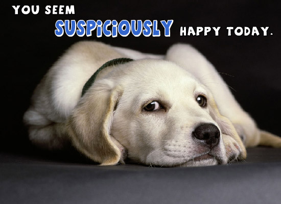 happy birthday funny dog. Sarcastic Dog eCard