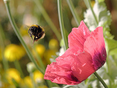 Foraging Bee