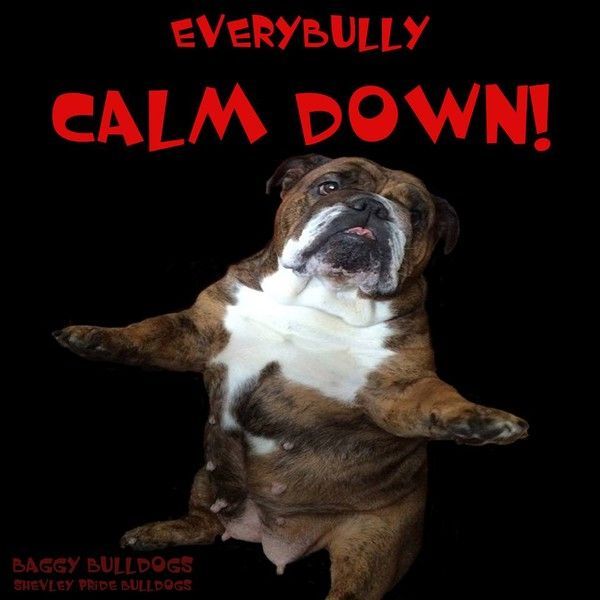 "Everybully calm down!" - Tout le monde se calme! ...