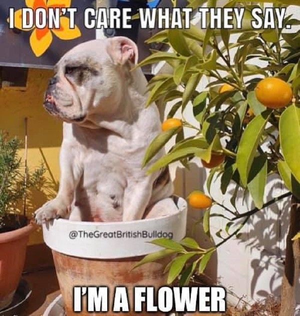 "I don't care what they say I'm a flower"   ...