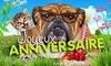 "Joyeux Anniversaire" - Bulldog et chaton ...