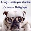 "El mejor remedio para el estres es tener un Bulldog Ingles"