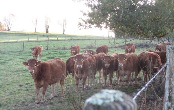 Là où l'herbe pousse...les belles génisses limousines