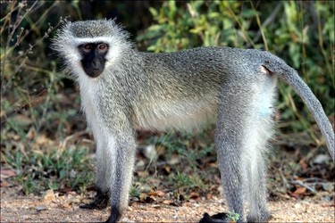 vervet-monkey.jpg