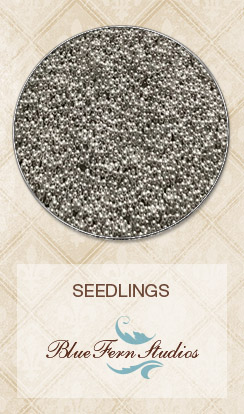 Seedlings - Sterling Silver