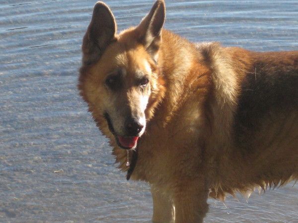 AU PARADIS DES CHIENS ( A PONA)  Brigitisis