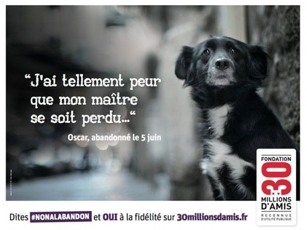 campagne-chien-620x466.jpg