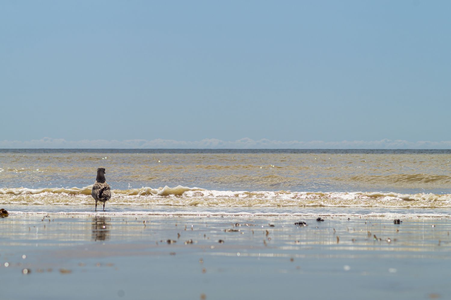 Staring out to sea