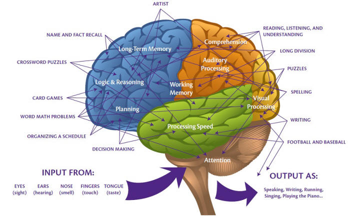 Complex physiology of brain functions and neural networks