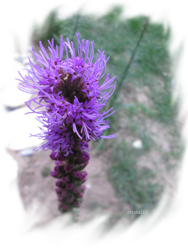 plume du kansas en fleurs