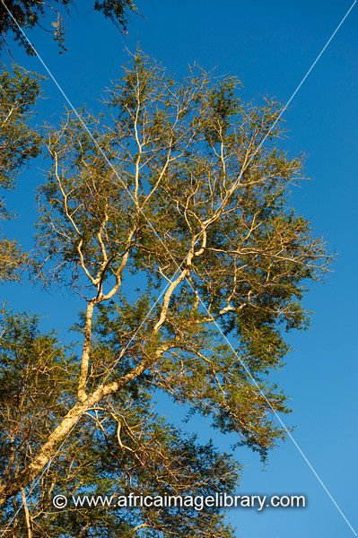 Fever tree (Acacia xanthophloea), Kruger National Park, South Africa