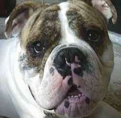 Close up - The face of Spike the Bulldog. He is looking forward, his mouth is open and it looks like he is smiling. He has brown eyes and a symmetrical brindle face with a white body.