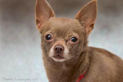 Close Up - A brown Chihuahua is looking to the camera holder. The Words - Natalia Washington 2009 - are overlayed