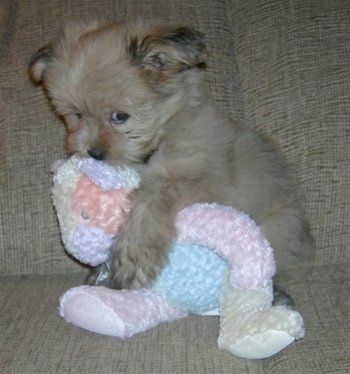 A soft looking, tan with black Shiranian is sitting on a couch with its paw over a pastel colored plush doll. The puppy is looking up with its eyes.