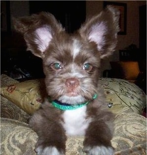 Close up - A fuzzy brown with white Shiranian puppy is laying on a couch and it is looking forward. The dog has large perk ears, round eyes and a brown nose and brown lips.