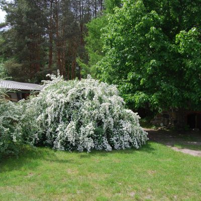 ukwiecone krzewy piwniczka