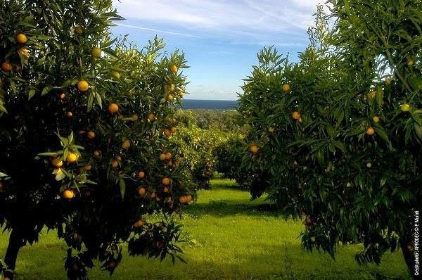 LES CLEMENTINES CORSES