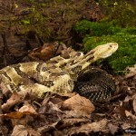 2602 Yellow-phase Timber Rattlesnake (Crotalus horridus)