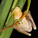 2610 American Green Tree Frog (Hyla cinerea).