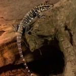 2629 Argentine Black and White Tegu (Tupinambis merianae).