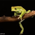 2666 Waxy Monkey Frog (Phyllomedusa sauvagii).