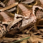 2681 Western Gaboon Viper (Bitis rhinoceros).