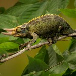 2689 Jackson's Chameleon (Trioceros jacksonii).