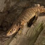 2706 Savannah Monitor (Varanus exanthematicus).