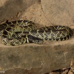 2718 Desert Kingsnake (Lampropeltis getula splendida).