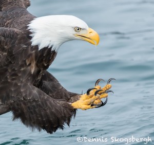 5205 Bald Eagle, Talons, Homer, Alaska