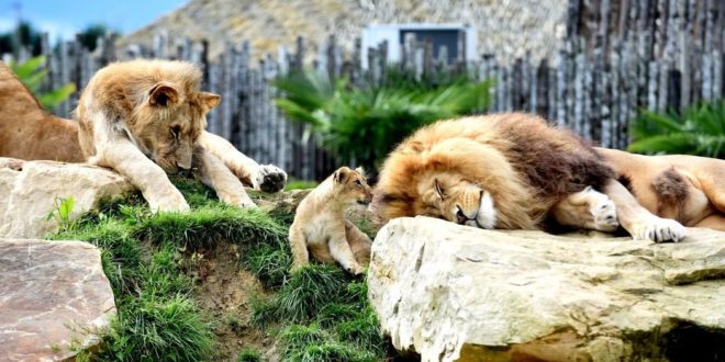 Zoo de Beauval - Parc Animalier