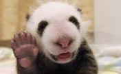 Adorable photos of newborn baby pandas 
