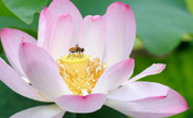 Lotus flowers at Humble Administrator's Garden