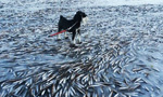 Thousands of fish frozen on Norway sea
