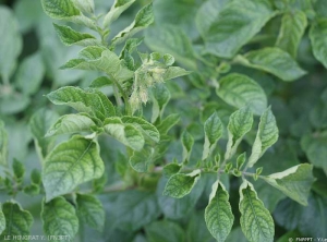 Dwarfism and leaf rolling on an infected plant. <i><b>Rhizoctonia solani</i></b> (black scurf)