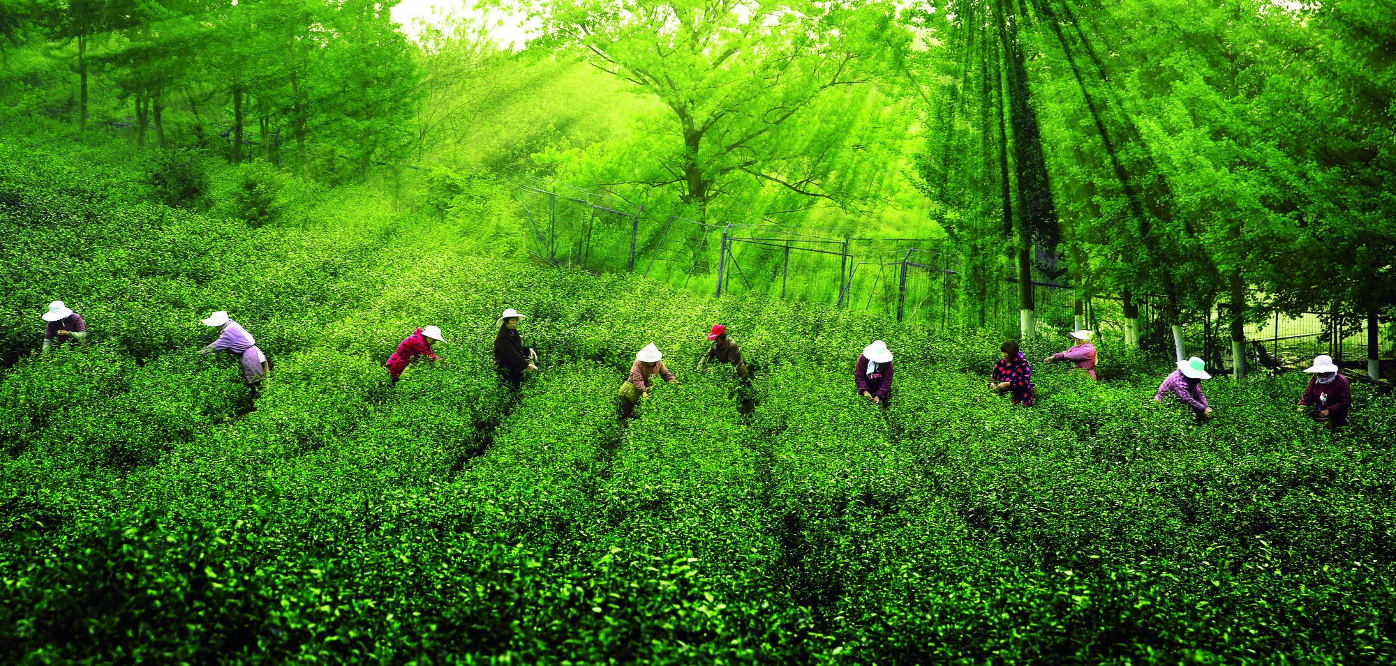 ã€Šé‡‡èŒ¶ã€‹å‘¨æ˜Žç”Ÿ  æ‘„äºŽé•‡æ±ŸèŒ¶åšå›­_å‰¯æœ¬.jpg