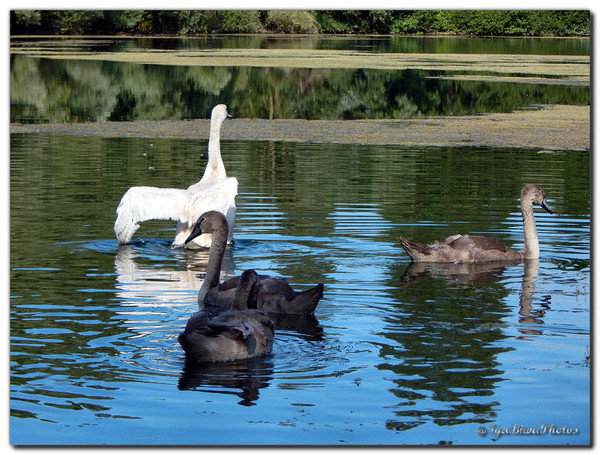 Cygnes - Les Cygnes au Coeur de la Canicule (3)