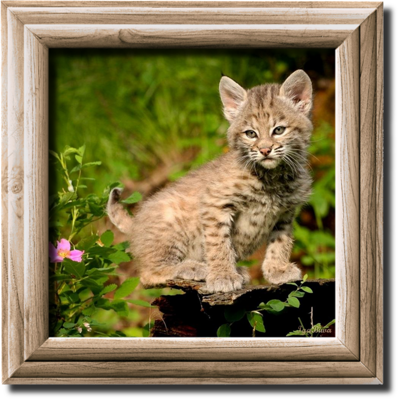 2015-01-14-BOBCAT-INFOBLOG.png