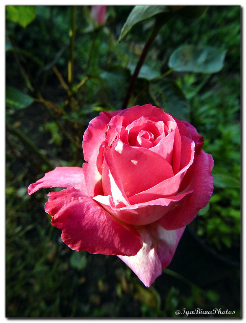 2016-05-15-ROSE-JARDIN-1_1.jpg